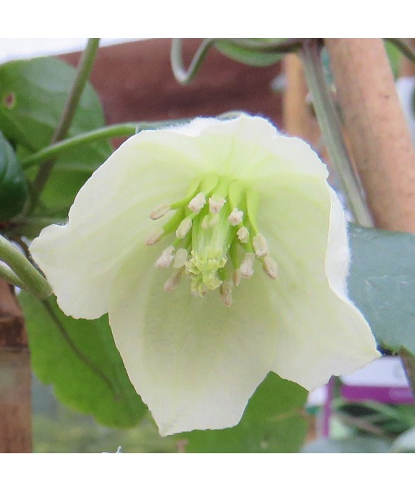 Clematis cirrhosa Wisley Cream (2lt) Clematis cirrhosa Wisley Cream (2lt)