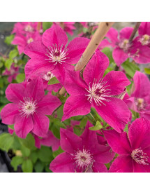 Clematis Daiyu (2lt)