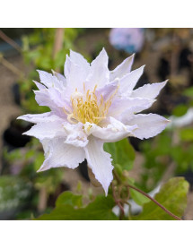 Clematis Dancing King (Zodaki) (2lt)