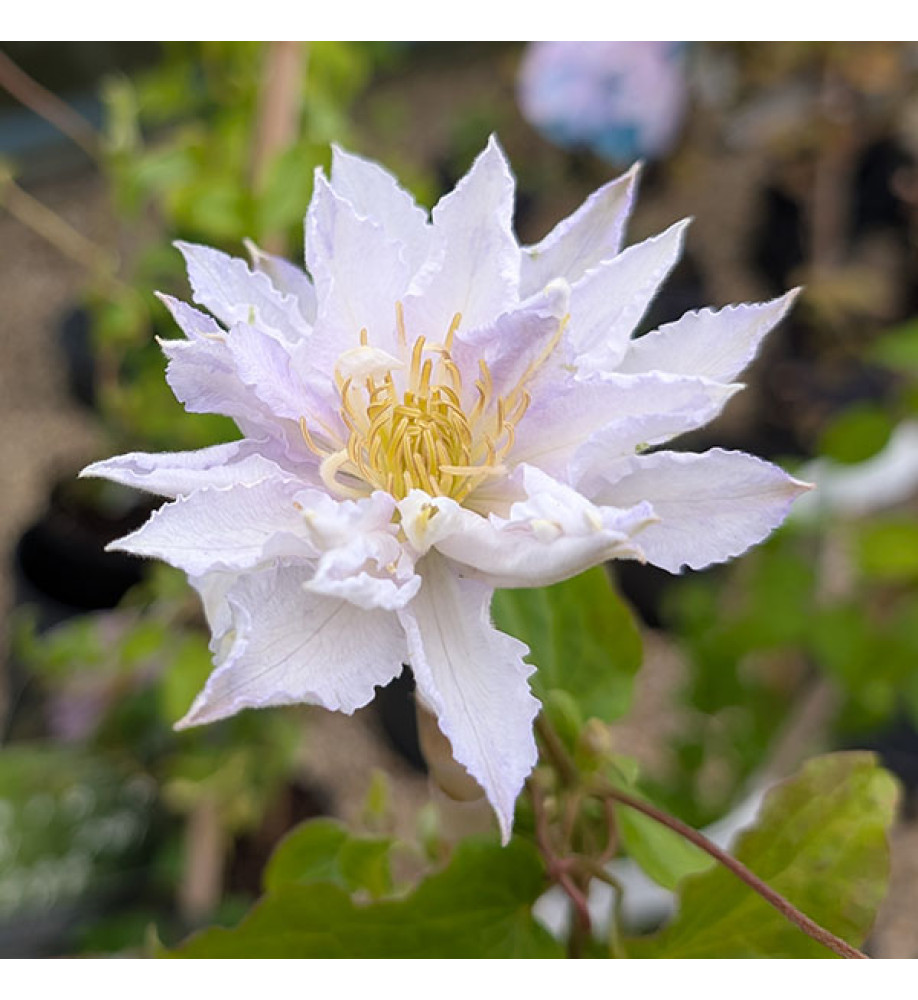 Clematis Dancing King (Zodaki) (2lt)