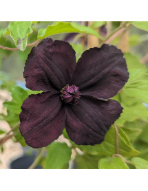 Clematis viticella Dark Eyes (2lt)