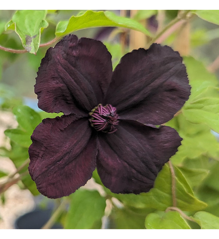 Clematis viticella Dark Eyes (2lt)