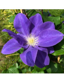 Clematis Diana's Delight (Evipo026) (3lt)