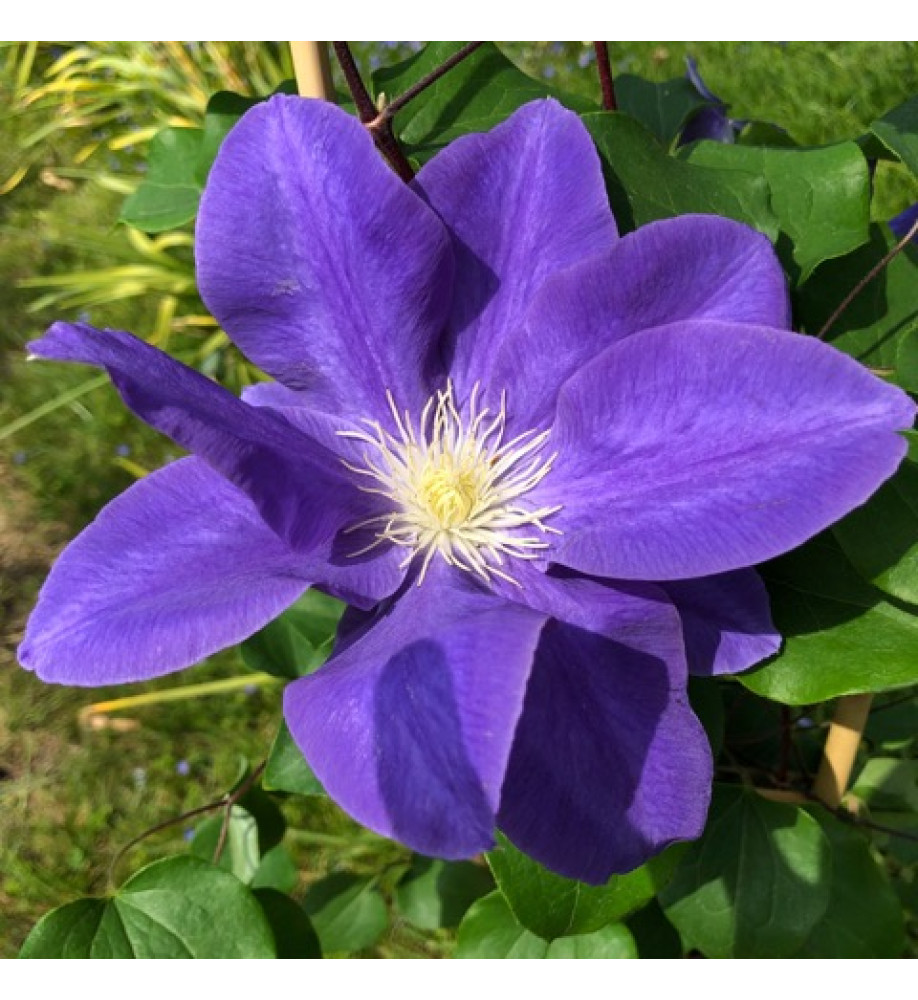 Clematis Diana's Delight (Evipo026) (3lt)