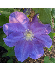Clematis Diana's Delight (Evipo026) (3lt)