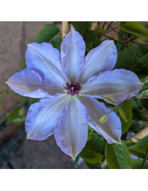 Clematis Dorath (3lt)