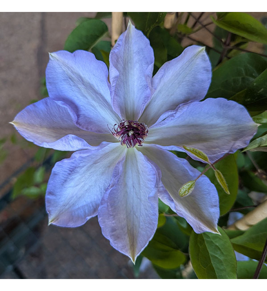Clematis Dorath (3lt)