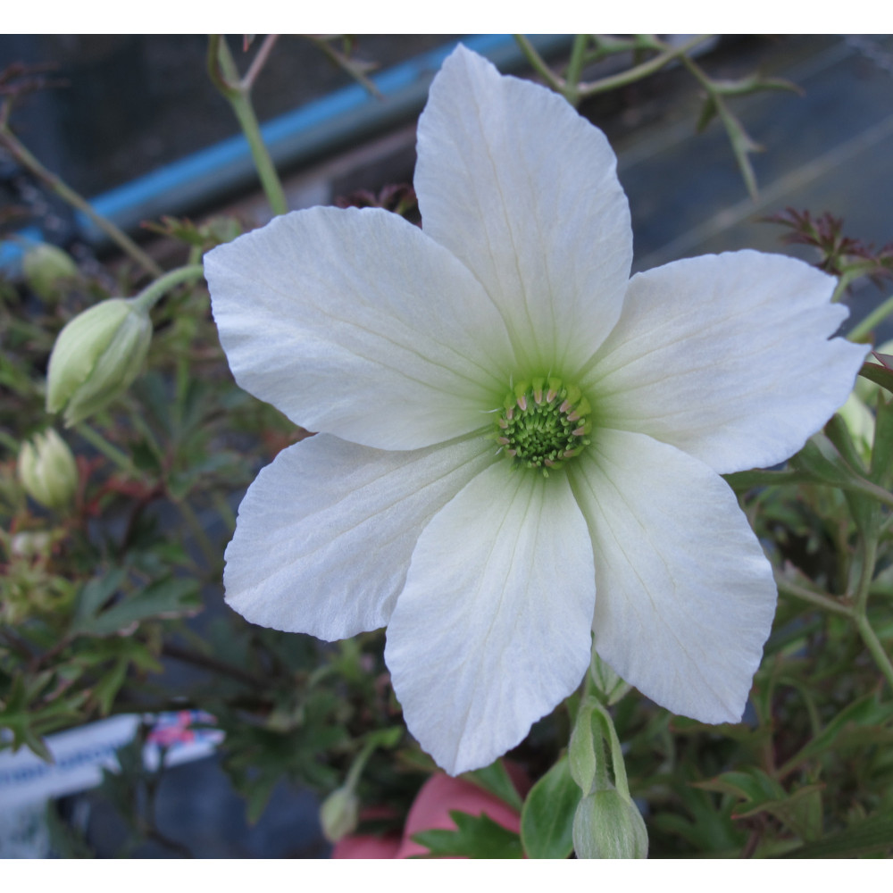 Clematis Early Sensation (2lt)