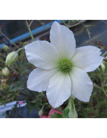 Clematis Early Sensation (2lt)