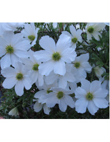 Clematis Early Sensation (2lt)
