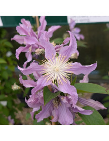 Clematis East River (2lt)