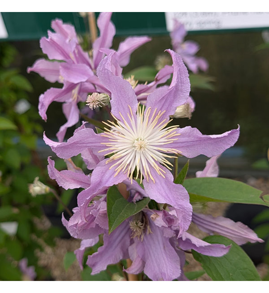 Clematis East River (2lt)