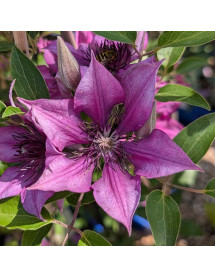 Clematis Elodi (Evipo115) (3lt)