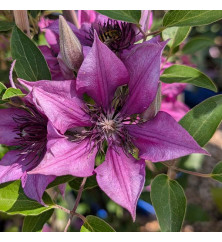 Clematis Elodi (Evipo115) (3lt)