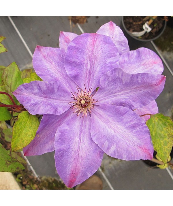 Clematis Elsa Spath (3lt)