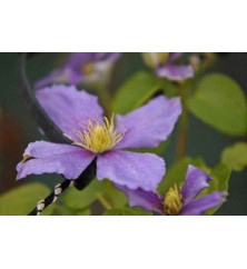 Clematis General Sikorski (3lt) Clematis General Sikorski (3lt)