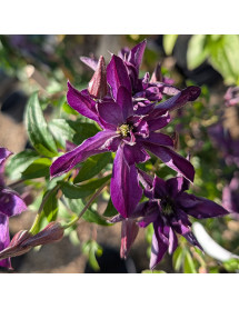 Clematis Glorious Day (2lt)