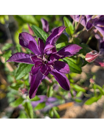 Clematis Glorious Day (2lt)