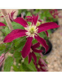 Clematis Glorious Red (2lt)