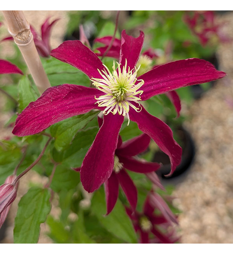 Clematis Glorious Red (2lt)