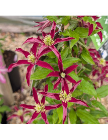 Clematis Glorious Red (2lt)