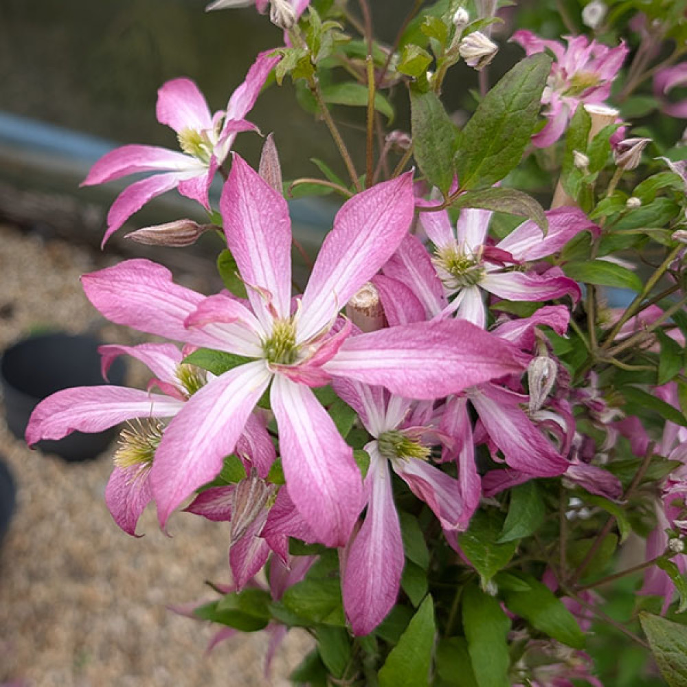 Clematis Glorious Surprise (2lt)