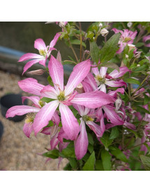 Clematis Glorious Surprise (2lt)