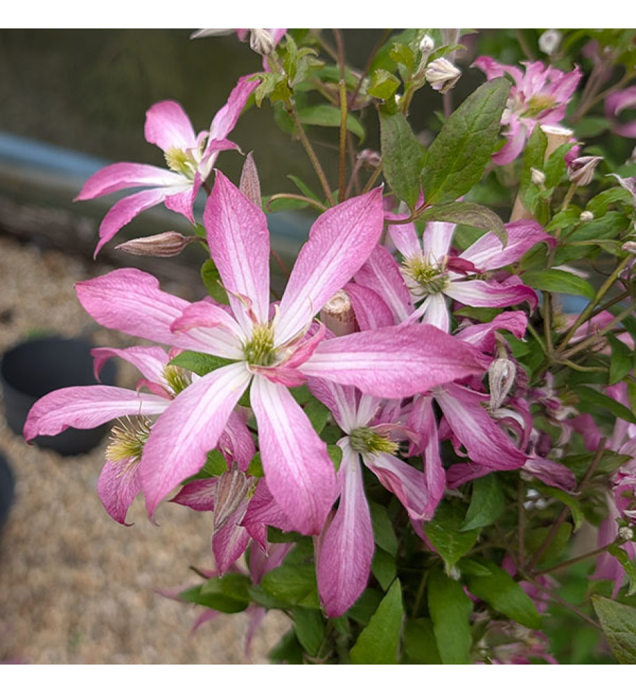 Clematis Glorious Surprise (2lt)