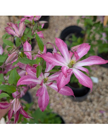 Clematis Glorious Surprise (2lt)