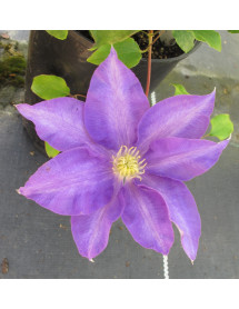 Clematis H.F.Young (3lt) Clematis H.F.Young (3lt)