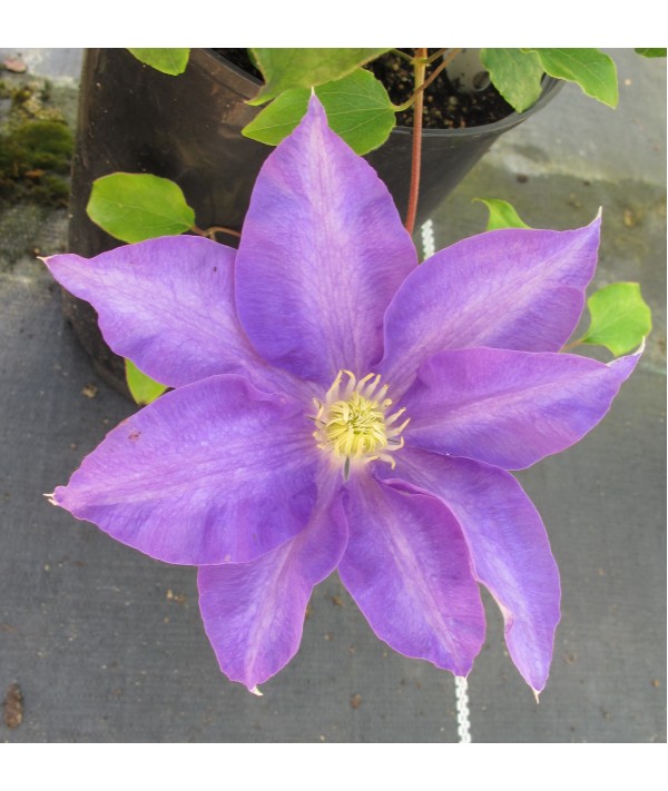 Clematis H.F.Young (2lt)