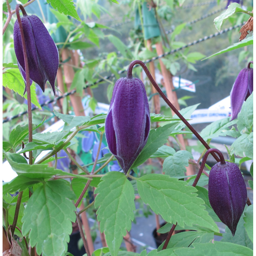 Clematis alpina Helsingbourg (2lt) Clematis alpina Helsingbourg (2lt)