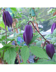 Clematis alpina Helsingbourg (2lt)
