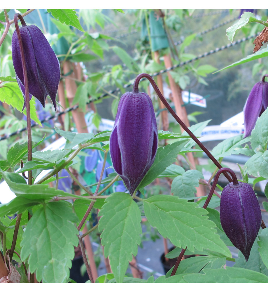 Clematis alpina Helsingbourg (2lt)
