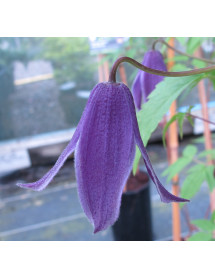 Clematis alpina Helsingbourg (2lt)
