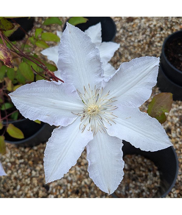 Clematis henryi (2lt)