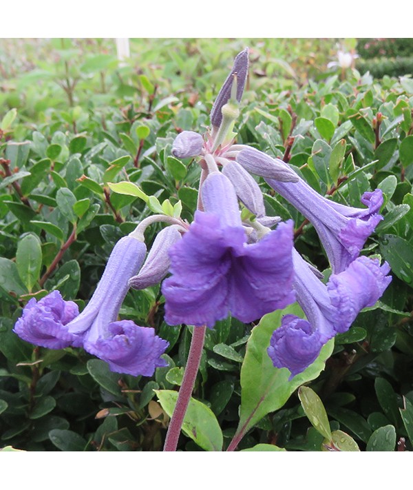 Clematis heraclefolia Cassandra (3lt)