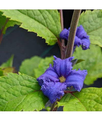 Clematis heraclefolia Cassandra (2lt)