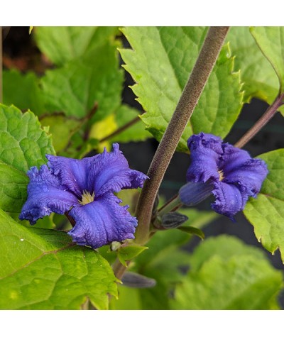 Clematis heraclefolia Cassandra (3lt)