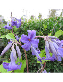 Clematis heraclefolia Cassandra (2lt)