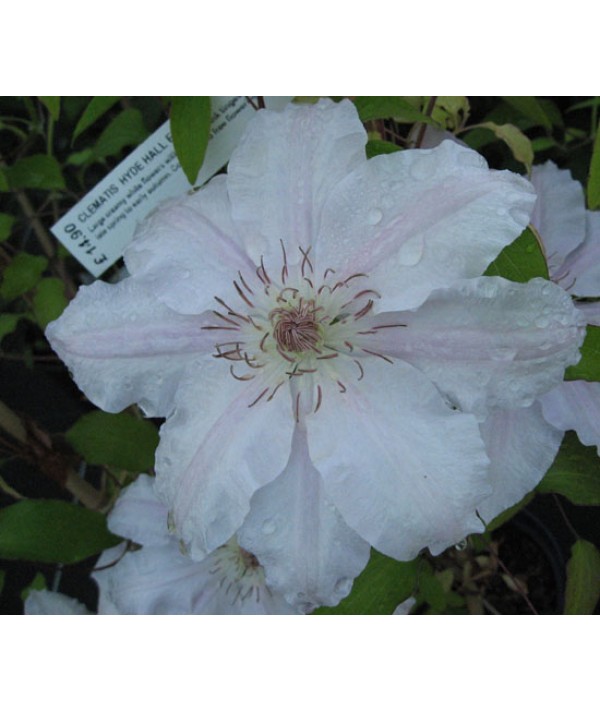 Clematis Hyde Hall (Evipo009) (3lt) Clematis Hyde Hall (Evipo009) (3lt)