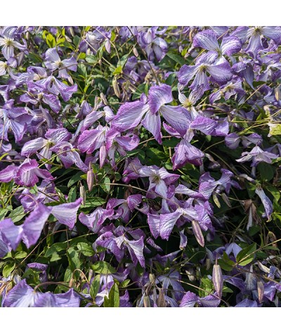 Clematis viticella I am Lady J (2lt)