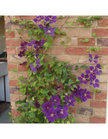 Clematis Jackmanii Superba (2lt)