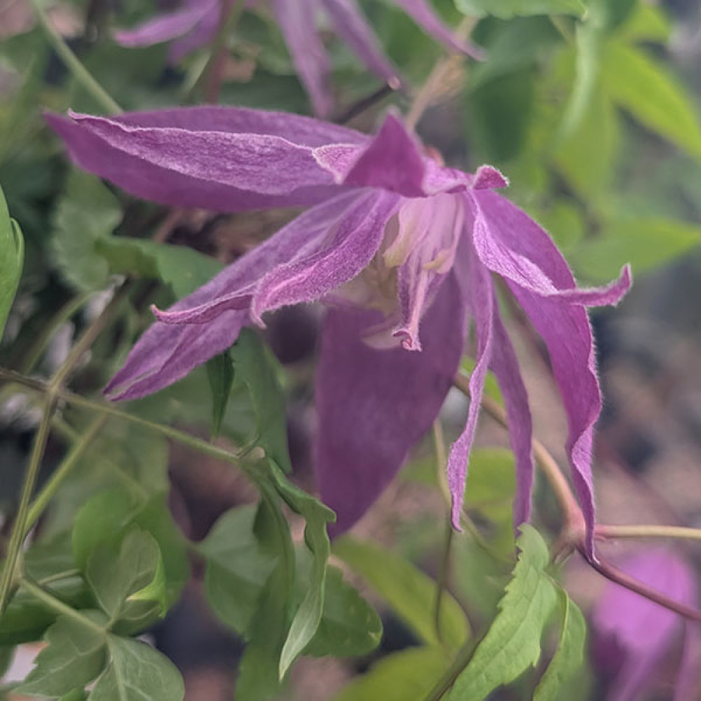 Clematis macropetala Jan Lindmark (2lt)