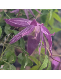 Clematis macropetala Jan Lindmark (2lt) Clematis macropetala Jan Lindmark (2lt)