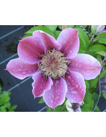 Clematis Josephine (Evijohill) (2lt)