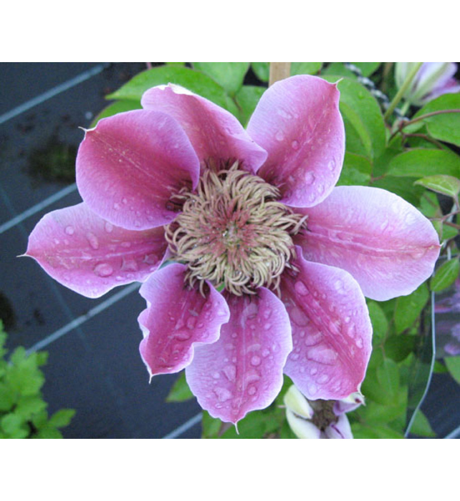 Clematis Josephine (Evijohill) (3lt)