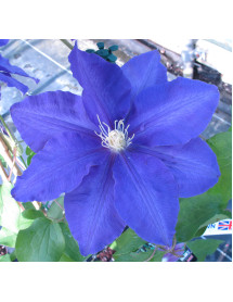 Clematis Lasurstern (2lt)