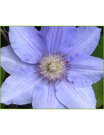 Clematis Lasurstern (2lt)