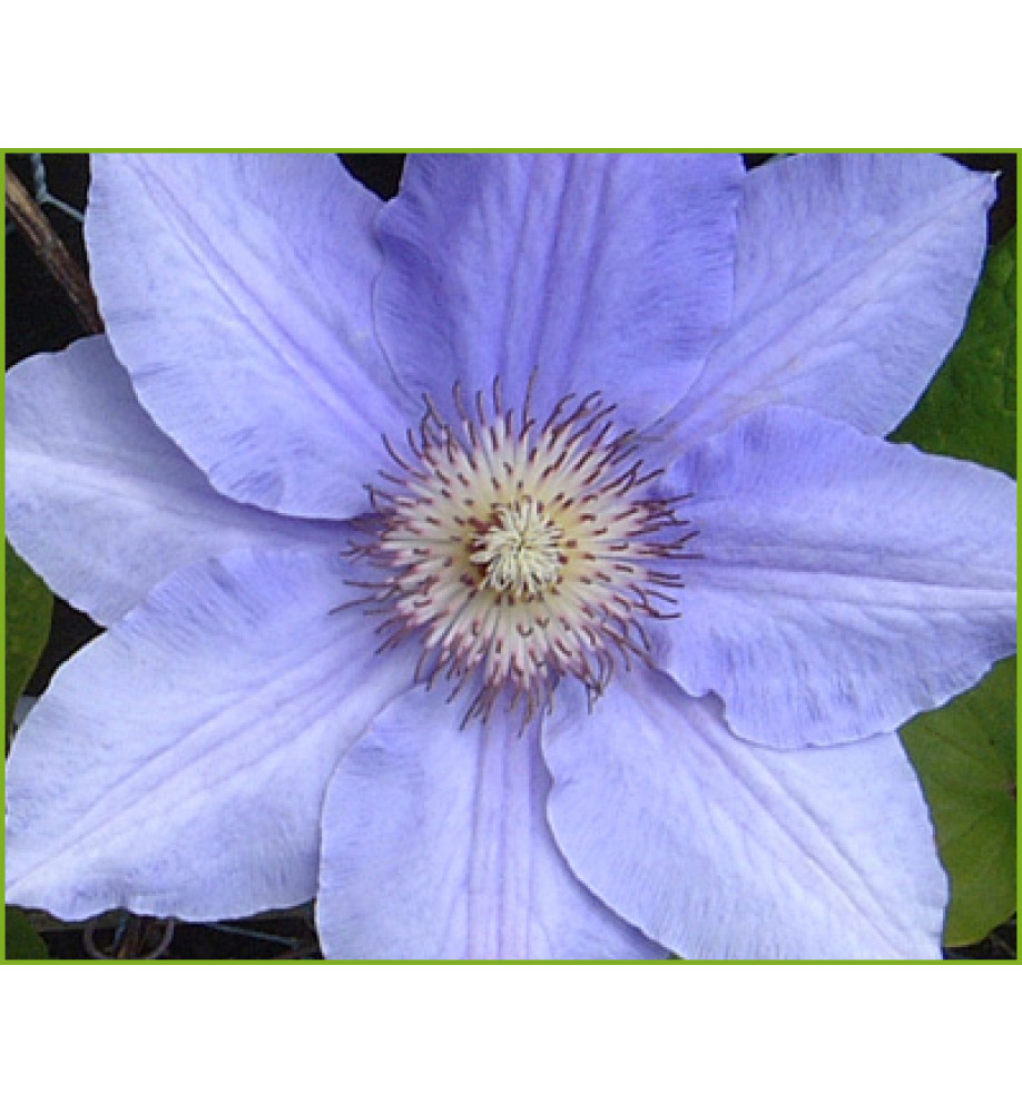 Clematis Lasurstern (2lt)